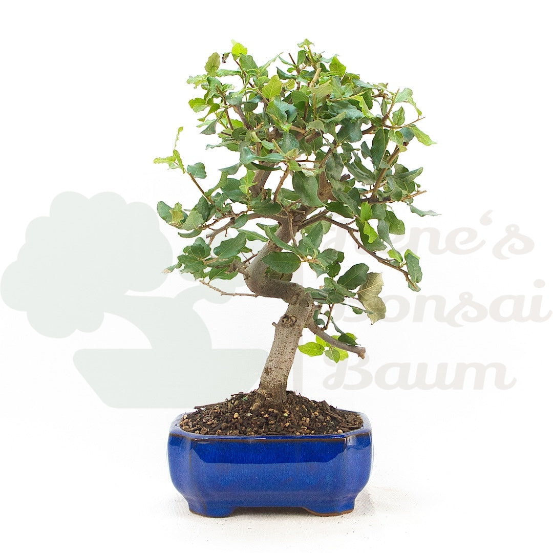 Kork-Eiche 'Quercus suber'