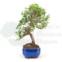 Kork-Eiche 'Quercus suber'