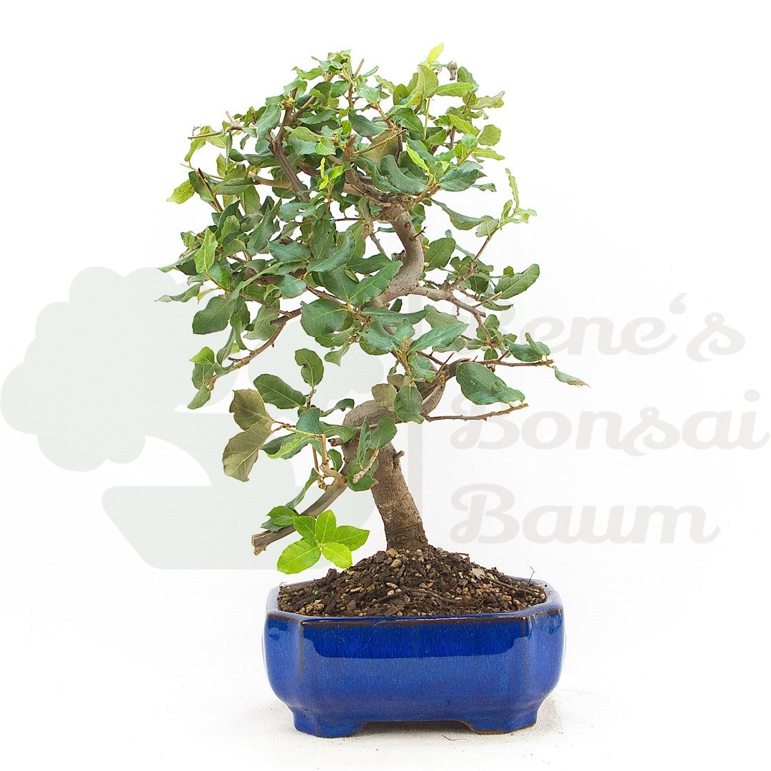 Kork-Eiche 'Quercus suber'