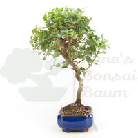 Kork-Eiche 'Quercus suber'