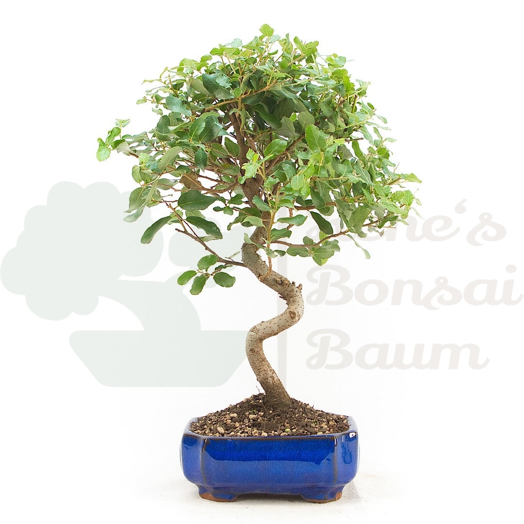 Kork-Eiche 'Quercus suber'