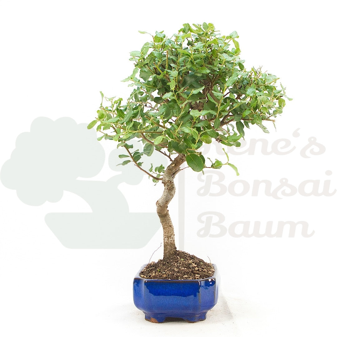 Kork-Eiche 'Quercus suber'