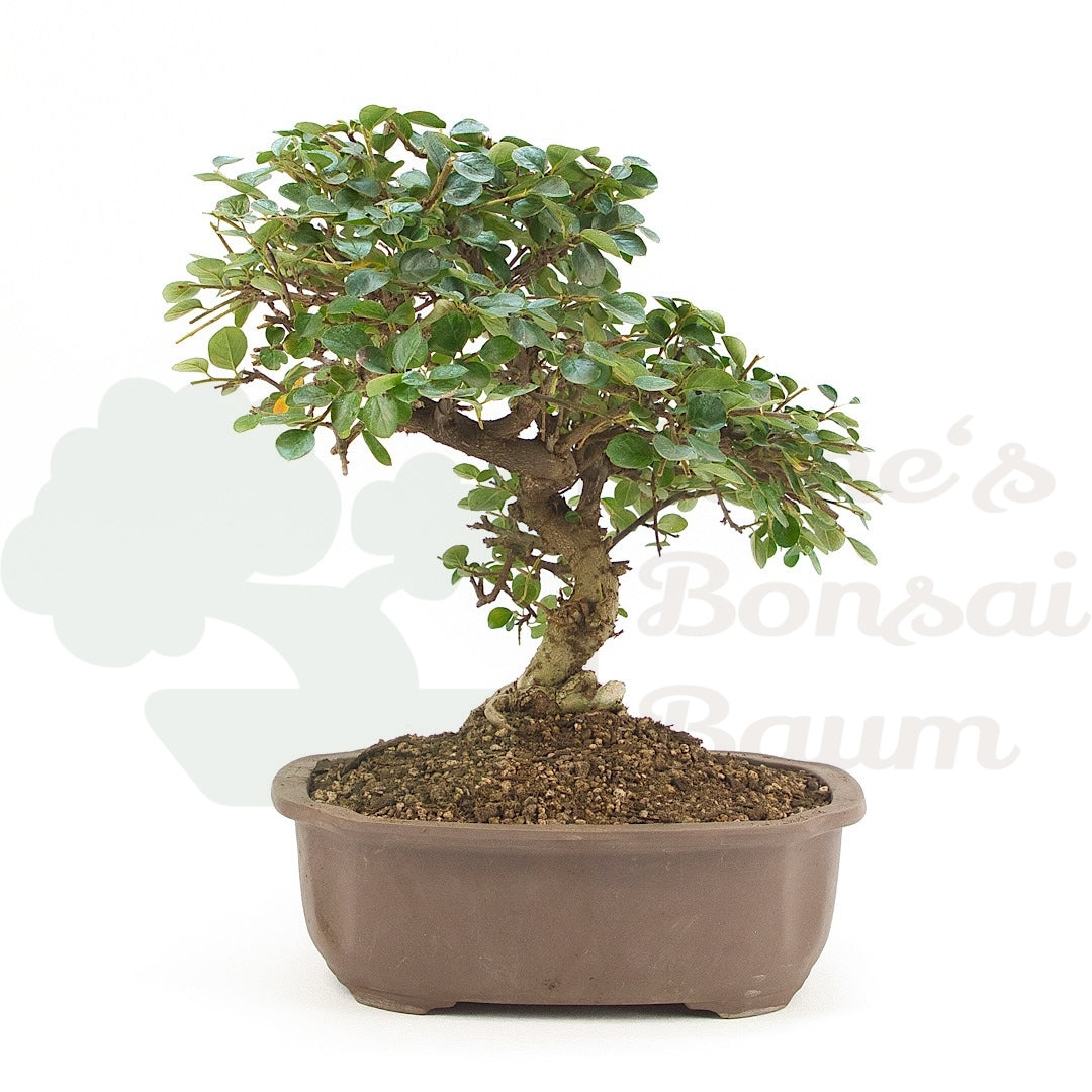 Fächer- Zwergmispel 'Cotoneaster horizontalis'