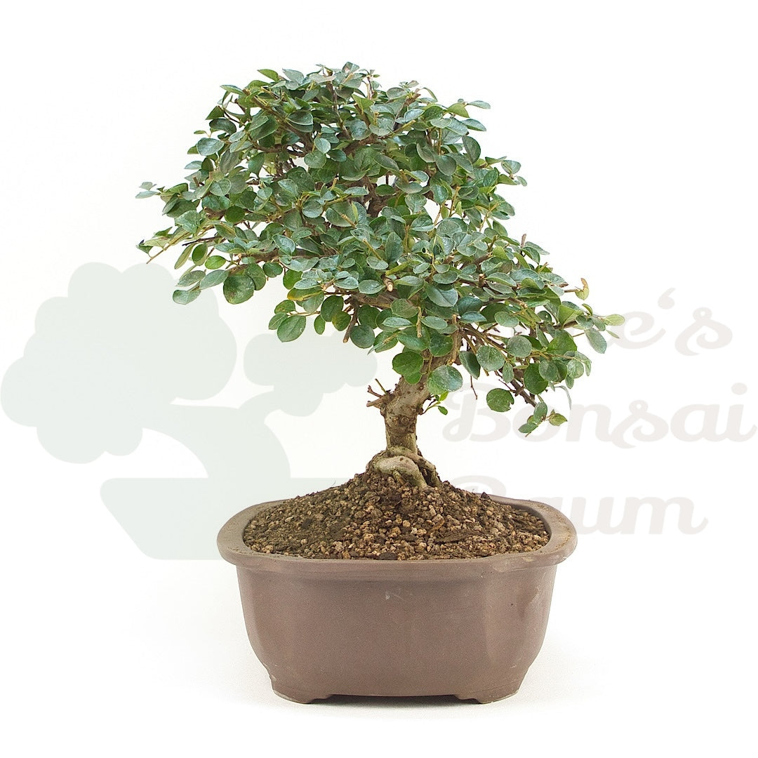 Fächer- Zwergmispel 'Cotoneaster horizontalis'