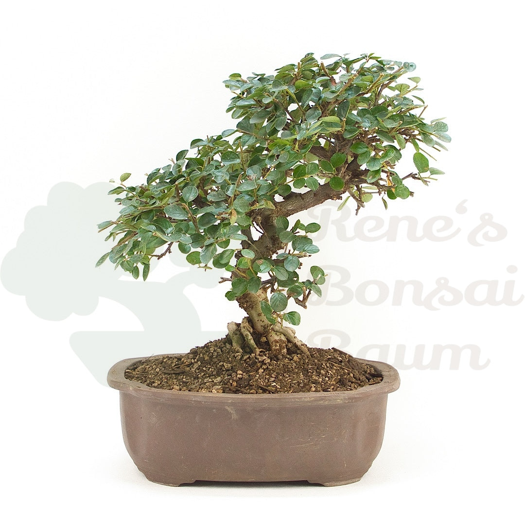 Fächer- Zwergmispel 'Cotoneaster horizontalis'