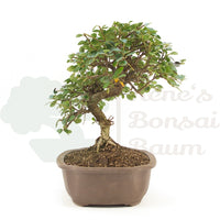 Fächer- Zwergmispel 'Cotoneaster horizontalis'