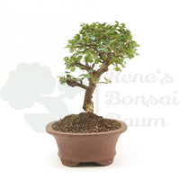 Fächer- Zwergmispel 'Cotoneaster horizontalis'