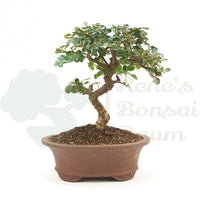 Fächer- Zwergmispel 'Cotoneaster horizontalis'