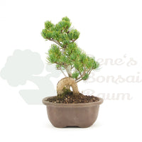 Mädchenkiefer 'Pinus pentaphylla'