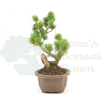 Mädchenkiefer 'Pinus pentaphylla'