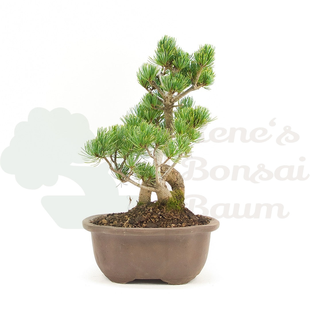Mädchenkiefer 'Pinus pentaphylla'