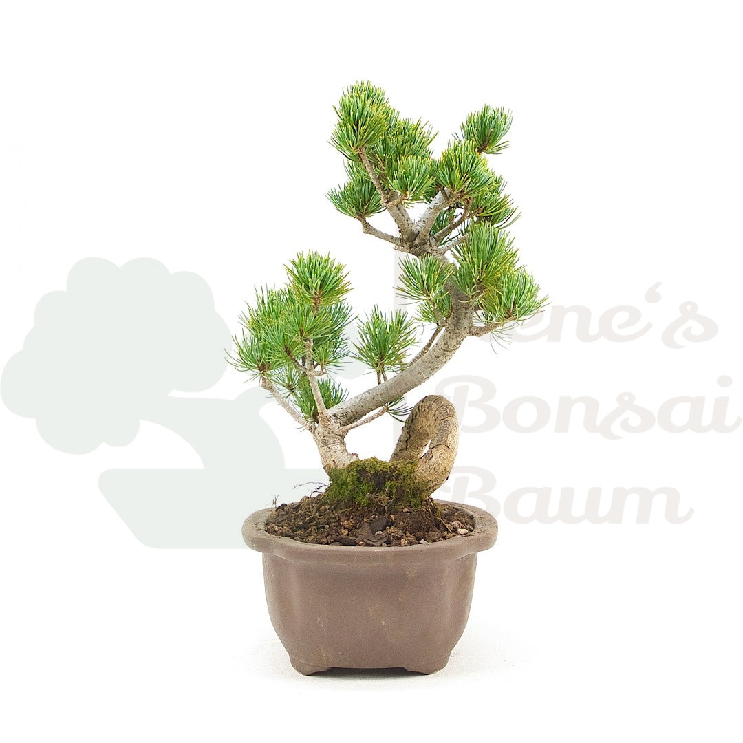 Mädchenkiefer 'Pinus pentaphylla'