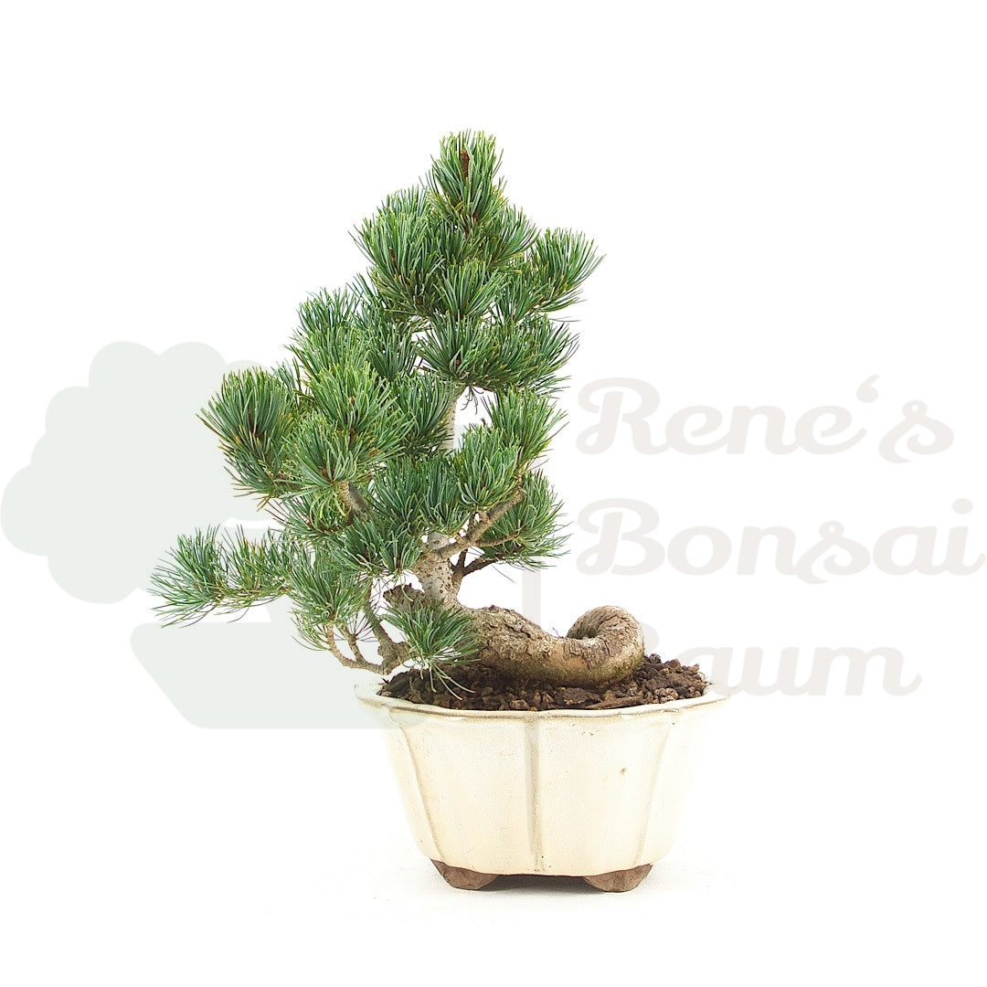 Mädchenkiefer 'Pinus pentaphylla'