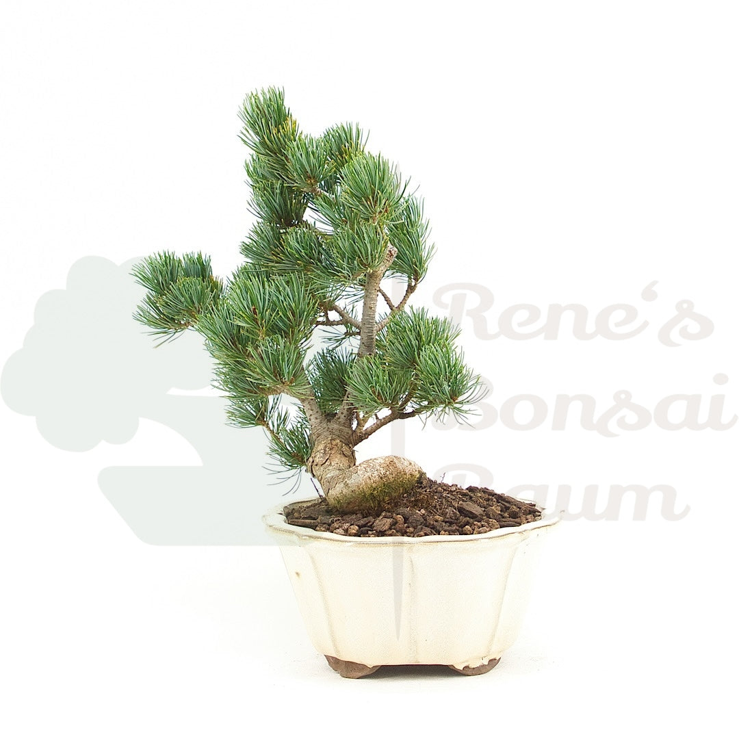 Mädchenkiefer 'Pinus pentaphylla'