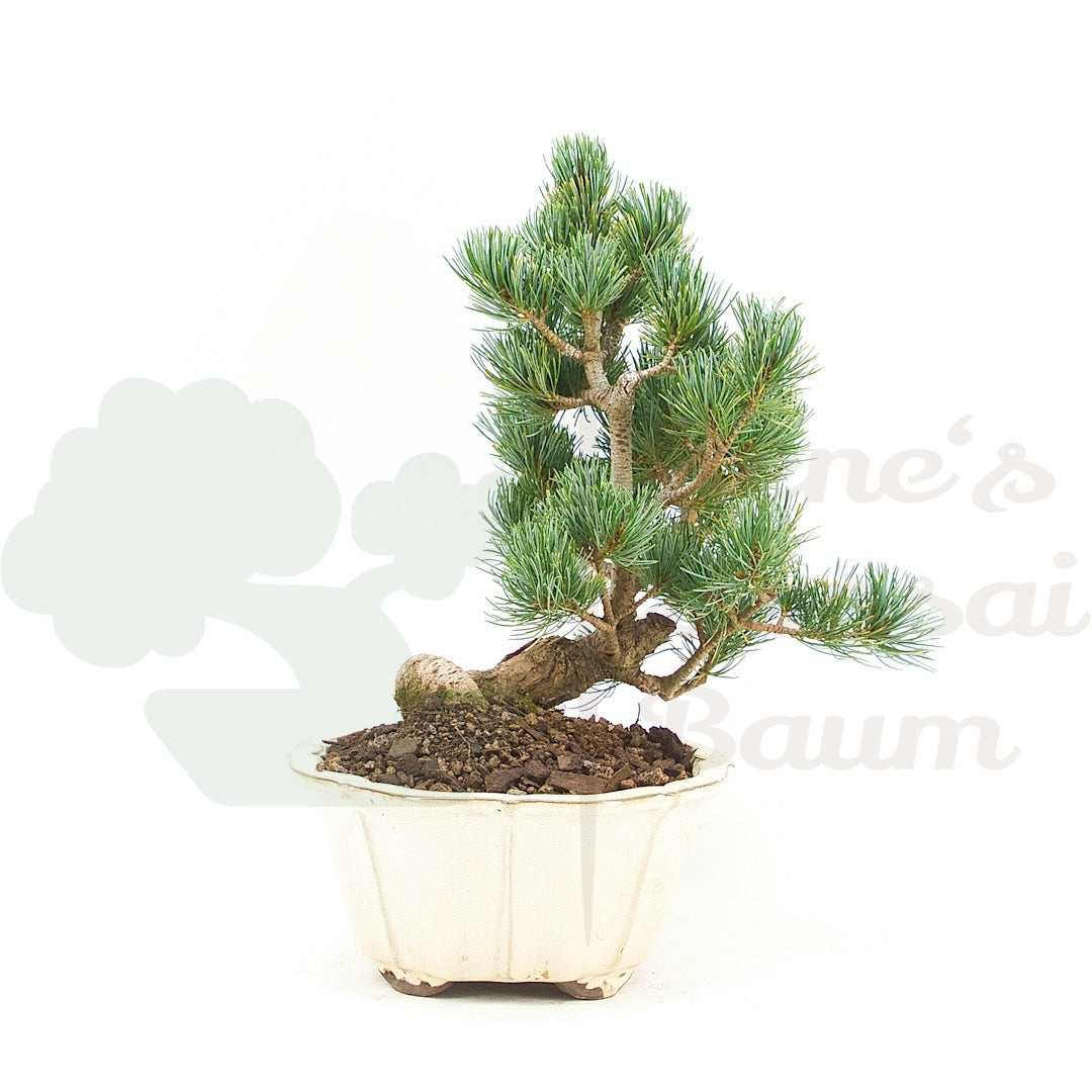 Mädchenkiefer 'Pinus pentaphylla'