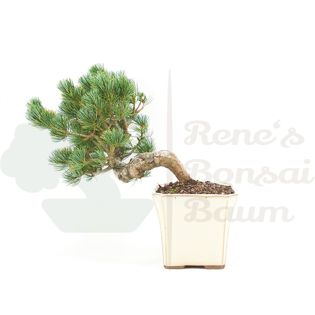 Mädchenkiefer 'Pinus pentaphylla'
