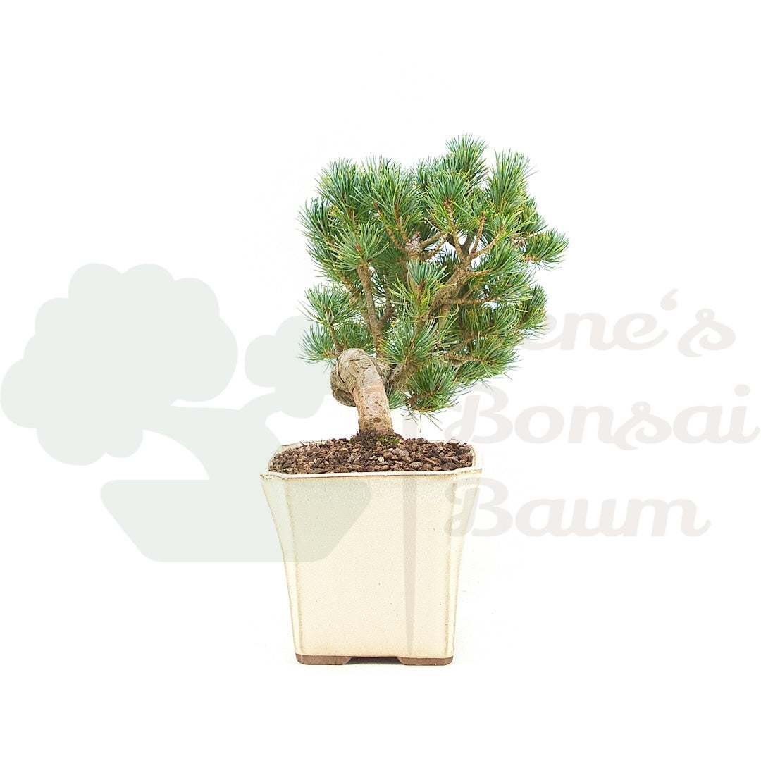 Mädchenkiefer 'Pinus pentaphylla'