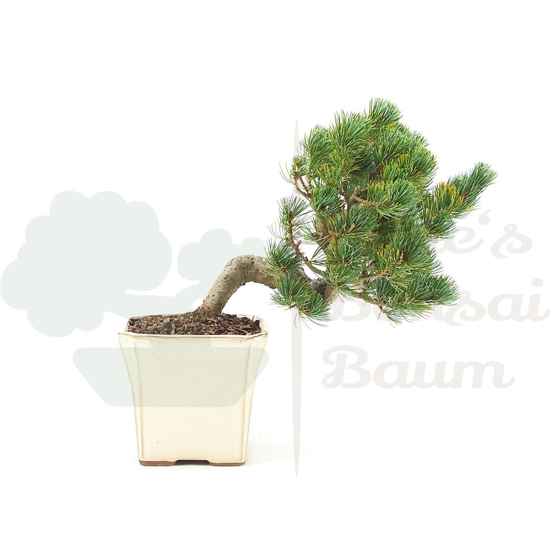 Mädchenkiefer 'Pinus pentaphylla'