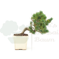 Mädchenkiefer 'Pinus pentaphylla'