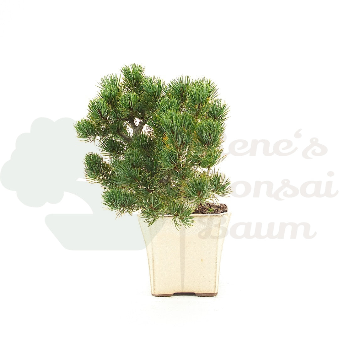 Mädchenkiefer 'Pinus pentaphylla'