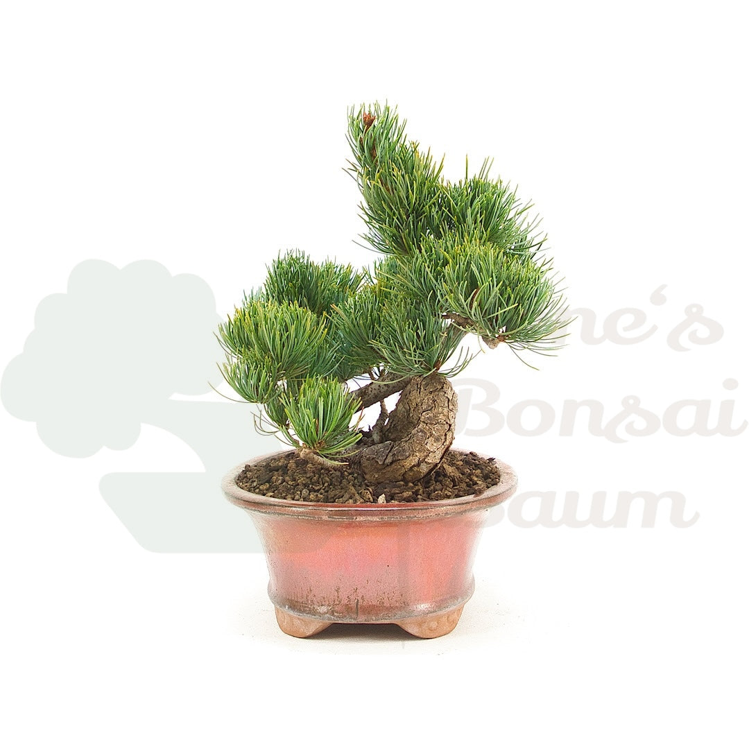 Mädchenkiefer 'Pinus pentaphylla'