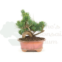 Mädchenkiefer 'Pinus pentaphylla'