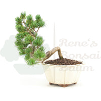 Mädchenkiefer 'Pinus pentaphylla'