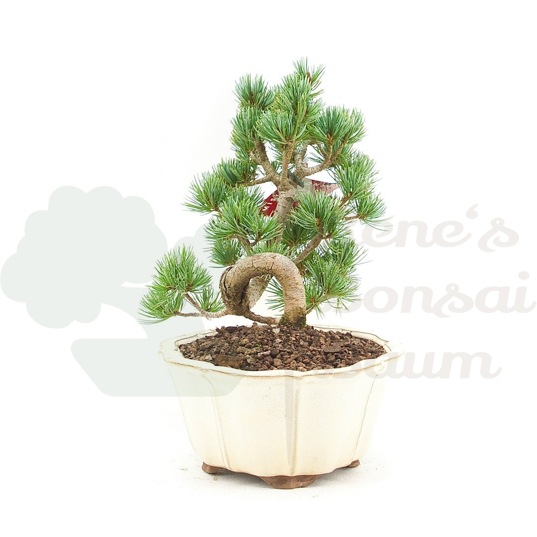 Mädchenkiefer 'Pinus pentaphylla'