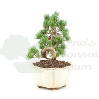 Mädchenkiefer 'Pinus pentaphylla'