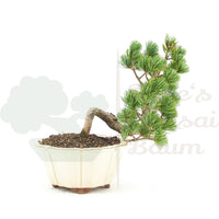 Mädchenkiefer 'Pinus pentaphylla'
