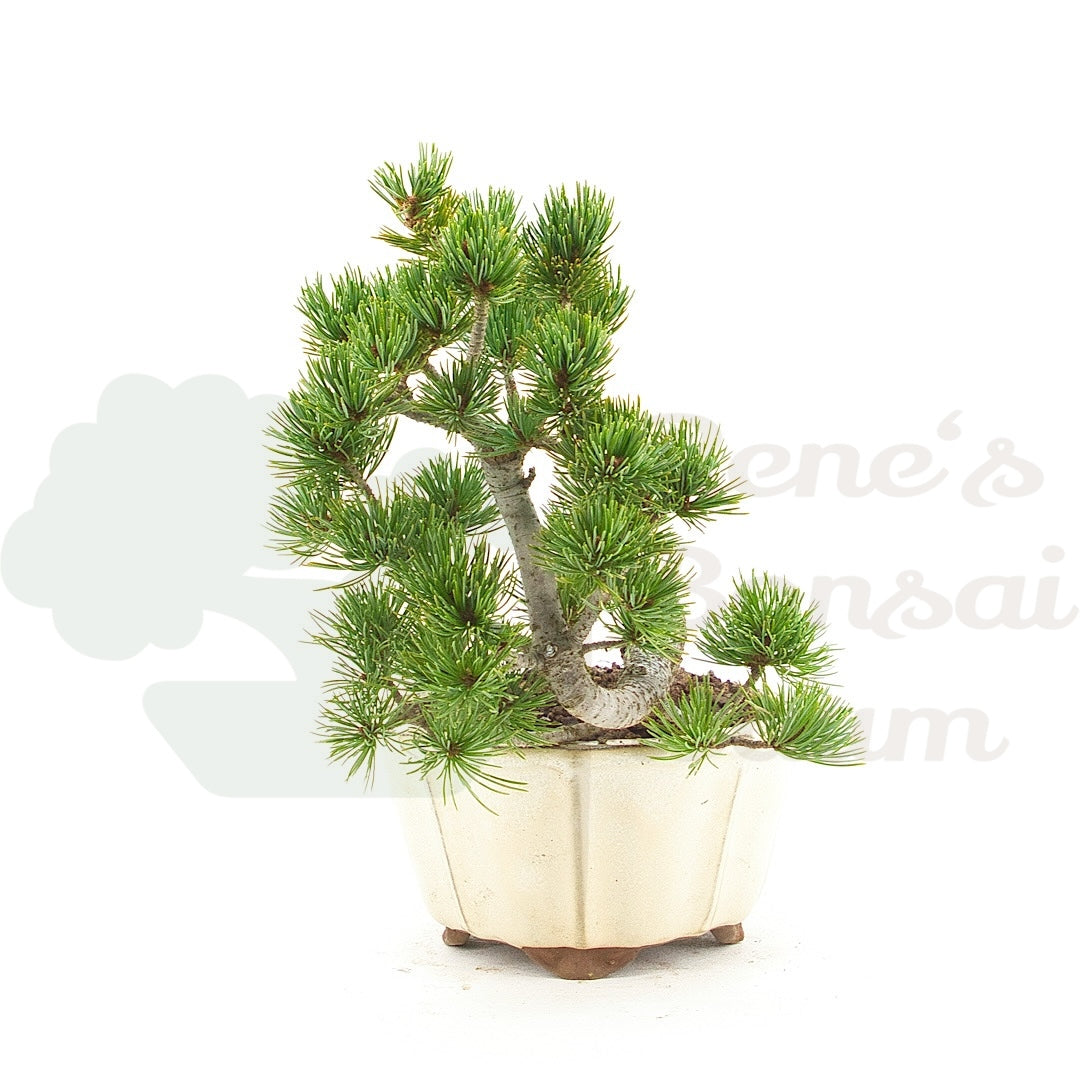 Mädchenkiefer 'Pinus pentaphylla'
