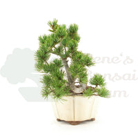 Mädchenkiefer 'Pinus pentaphylla'