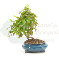 Koreanische Hainbuche ‚Carpinus turczaninowi‘