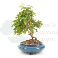 Koreanische Hainbuche ‚Carpinus turczaninowi‘