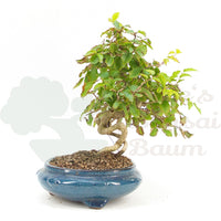 Koreanische Hainbuche ‚Carpinus turczaninowi‘