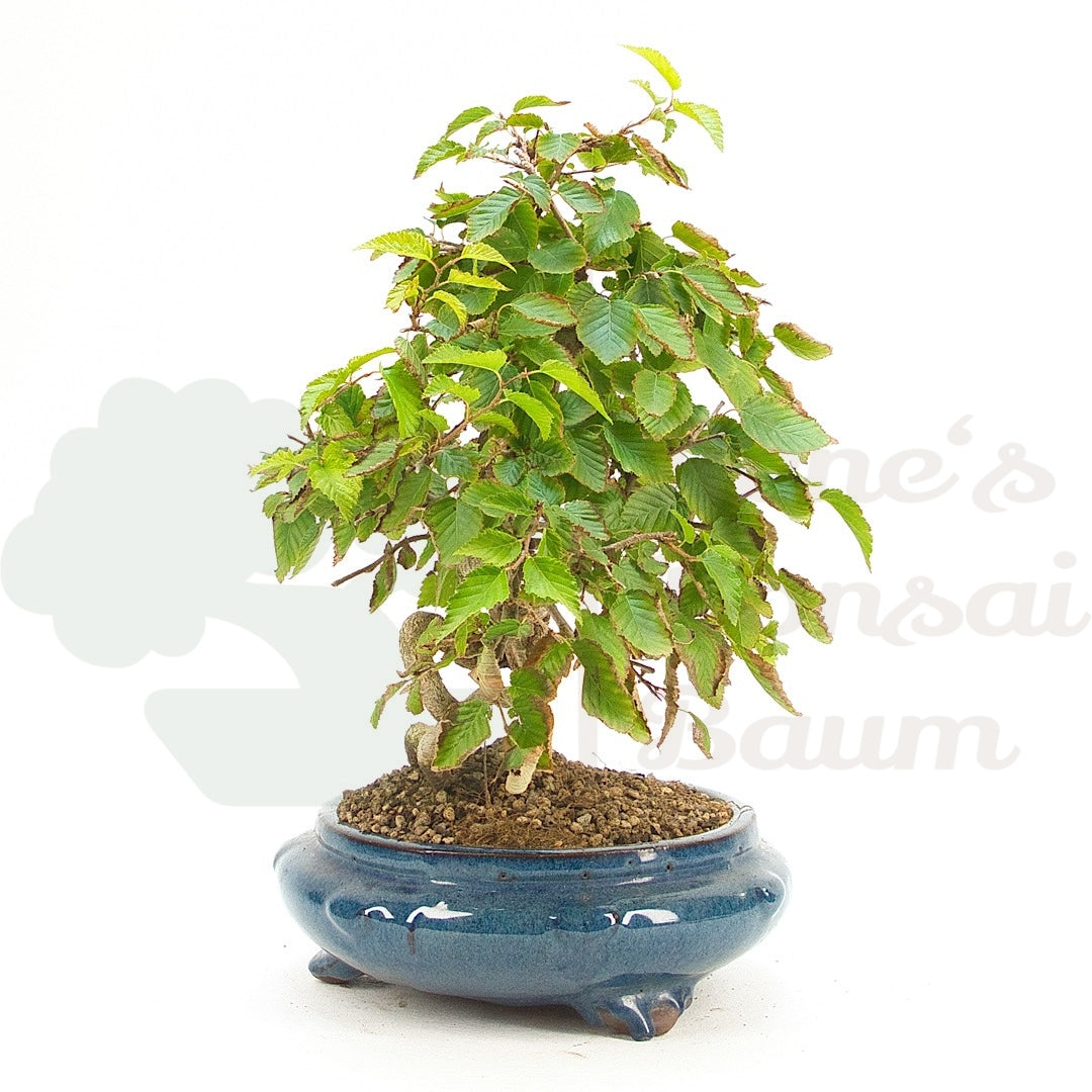 Koreanische Hainbuche ‚Carpinus turczaninowi‘