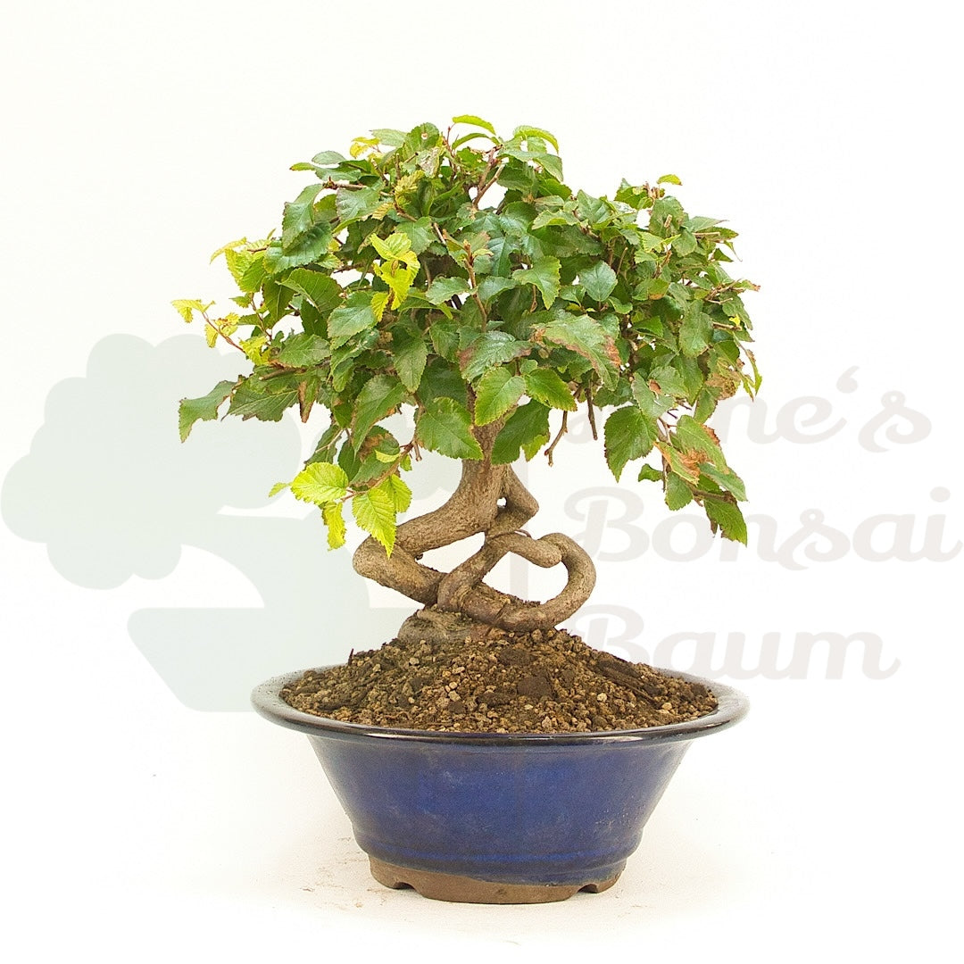 Koreanische Hainbuche ‚Carpinus turczaninowi‘