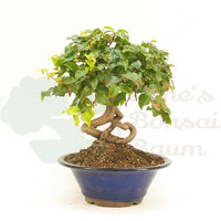 Koreanische Hainbuche ‚Carpinus turczaninowi‘