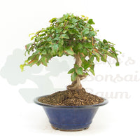 Koreanische Hainbuche ‚Carpinus turczaninowi‘