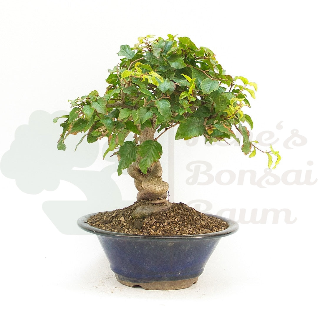 Koreanische Hainbuche ‚Carpinus turczaninowi‘