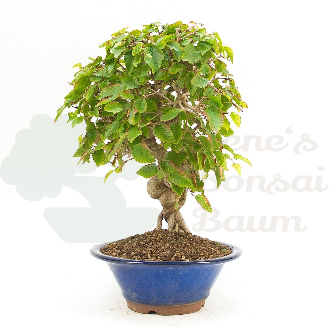 Koreanische Hainbuche ‚Carpinus turczaninowi‘