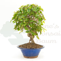 Koreanische Hainbuche ‚Carpinus turczaninowi‘