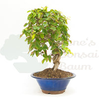Koreanische Hainbuche ‚Carpinus turczaninowi‘