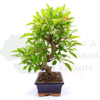 Zierapfel 'Malus spec.'