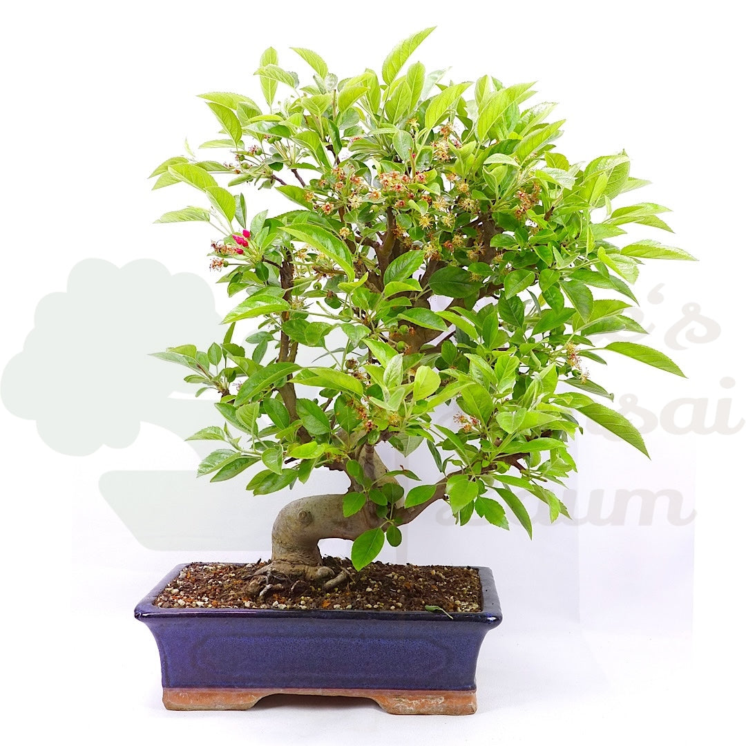 Zierapfel 'Malus spec.'