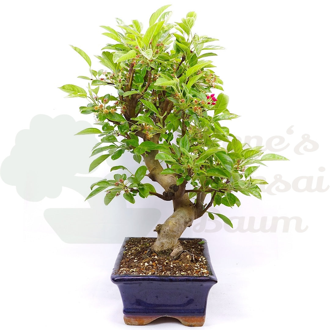 Zierapfel 'Malus spec.'