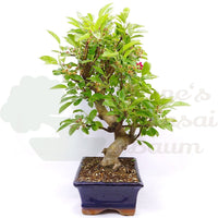 Zierapfel 'Malus spec.'