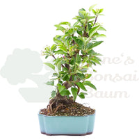 Zierapfel 'Malus spec.'