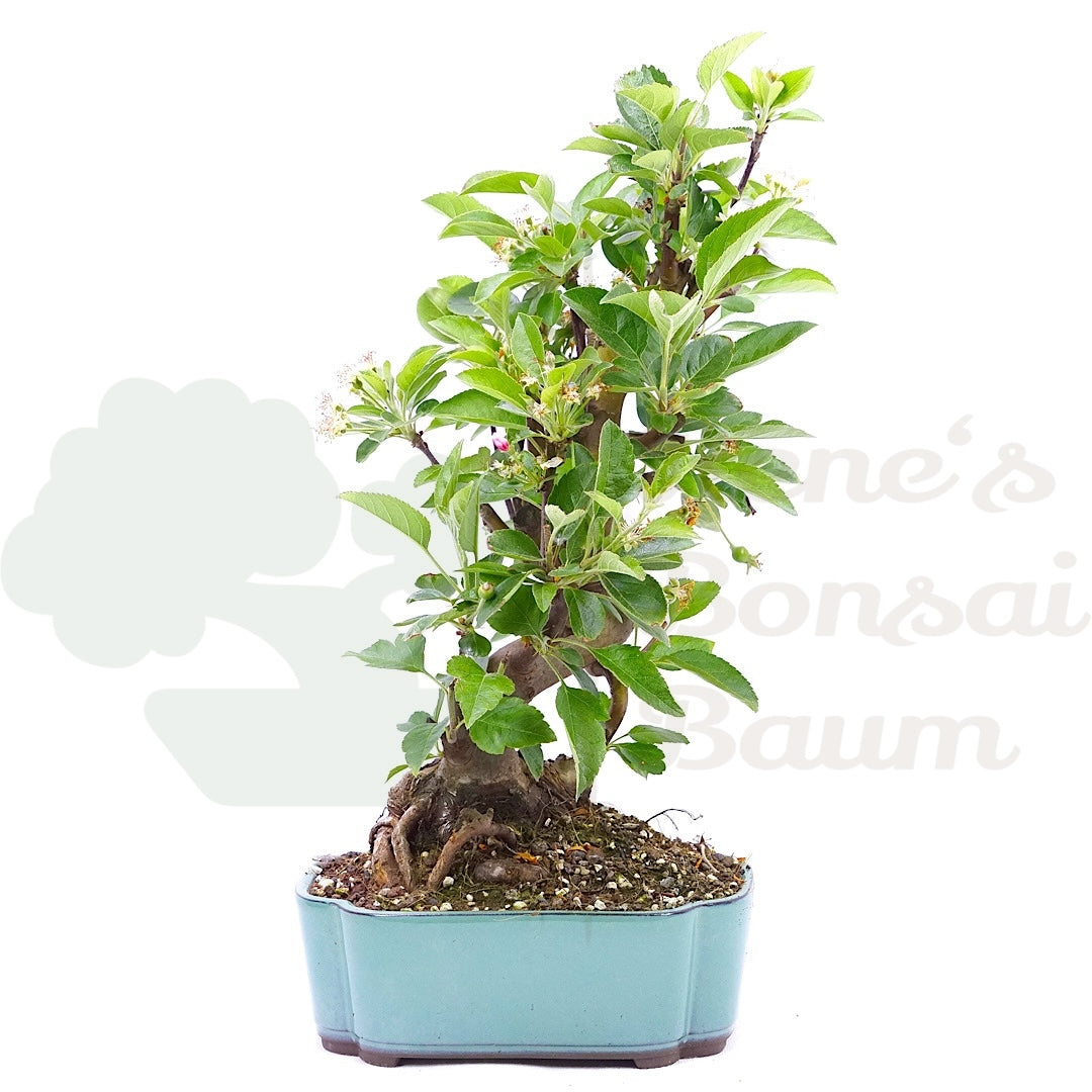 Zierapfel 'Malus spec.'