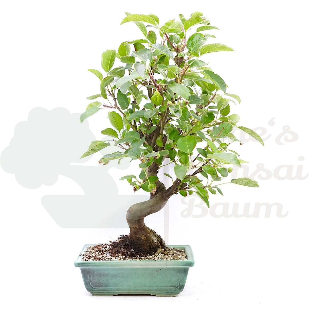Zierapfel 'Malus spec.'